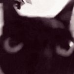 cat tweaking GIF Template