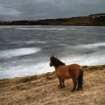Annoyed tiny horse