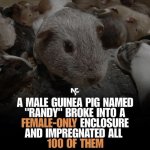 Randy the Guinea Pig