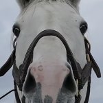 Goldship Stare