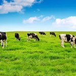 Cows in field