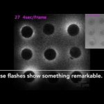 Fertilization
