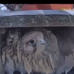 watch out! | image tagged in birds,butterfly,kewlew | made w/ Imgflip video-to-gif maker