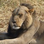 Bald Lion