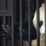 panda jail