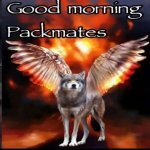 Good morning packmates