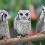 white-faced owl meme