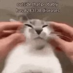 Title | image tagged in gifs,memes,funny,funny memes,cats,animals | made w/ Imgflip video-to-gif maker