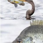 Sad fish