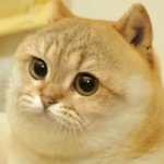 CATE
