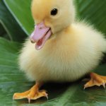 Menacing Name Baby Duck