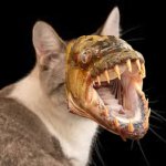 PIRANHA CAT POWER AUSTRIASIZE!