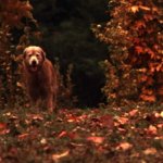homeward bound shadow comes home