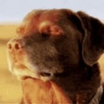 We Cooked Dog Meme Template