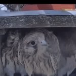 Surprised eagles