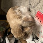 Teddy the bunny
