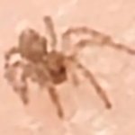 Low quality smallest spider meme