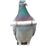 carrier pigeon