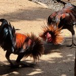 Chicken