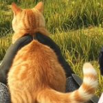 hideoutcat