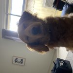 That dawg