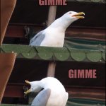 Birdymetal | GIMME; GIMME; GIMME; GIMME...CHOCOLATE !!! | image tagged in memes,inhaling seagull | made w/ Imgflip meme maker