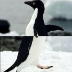 Socially akward penguin