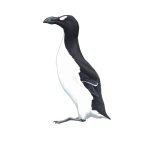 Great Auk