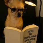 Scheming dog