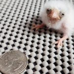 birb meme