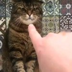 Pointing at the cat