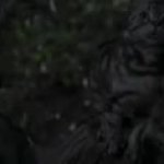 What’s going on cat GIF Template