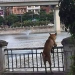 Thoughtful dog