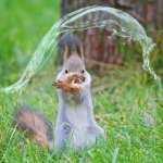Waterbending squirrel