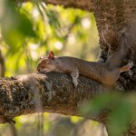 Sleeping squirrel