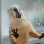 Squirrel and condensation