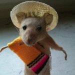 Mexican mouse