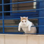 Cat hanging out