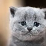 sad