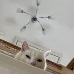 Yeah. I see you.