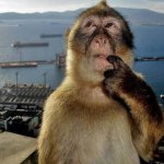 Monkey thinking meme