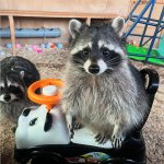 Racoon in car
