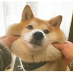 Cute Shiba