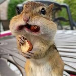 Squirrel eating