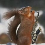 Saxophone squirrel