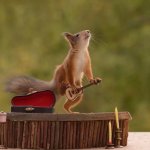 Guitar squirrel