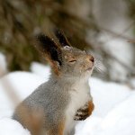 Meditation squirrel