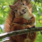 Sweet squirrel