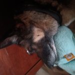 Bear sleep smile