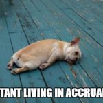 tired dog | ACCOUNTANT LIVING IN ACCRUAL WORLD | image tagged in tired dog | made w/ Imgflip meme maker